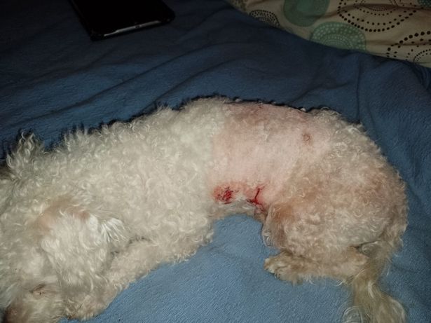 Perro con corte en el estómago 