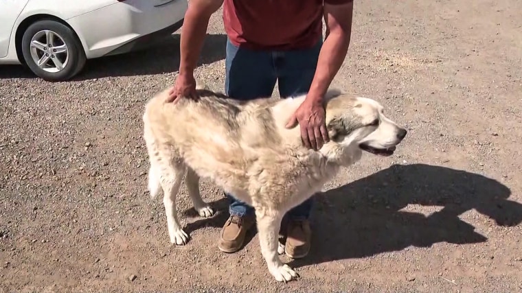 Buford, un Pirineos anatólicos, generalmente patrulla su tierra y los coyotes.