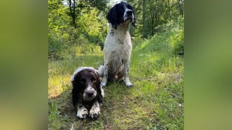 Alexandra inclinando dos springer spaniels, uno que es blanco y negro y otro marrón y blanco 