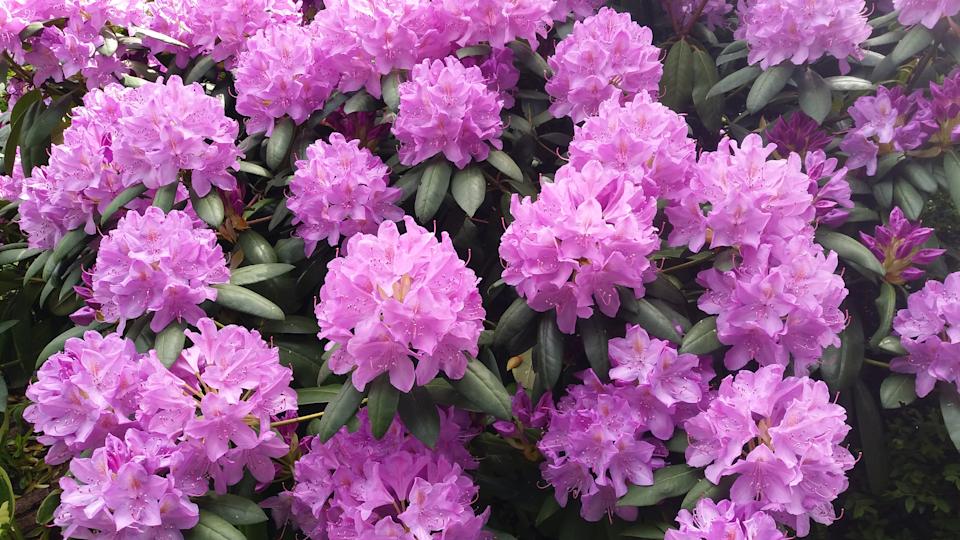 Rododendro arbusto