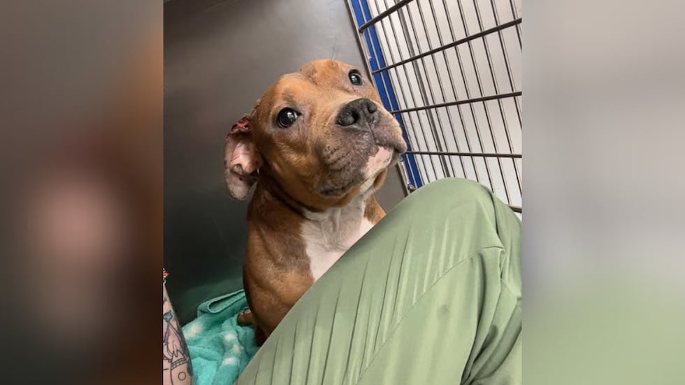 El perro abusado en el video viral encuentra una nueva casa en 