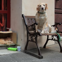 Tener un gato o perro para mantener, podría aumentar su bien como casado o reunirse regularmente con amigos y familiares, según una nueva investigación.
