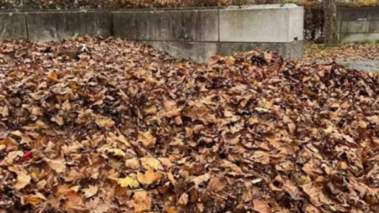 ¿Puedes detectar el perro oculto en 10 segundos? Esta ilusión óptica viral llegó a Internet. (Citas de Facebook/Minion)