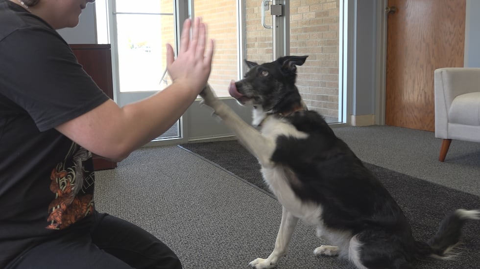 Rockford Teen and Dog están clasificados para el Campeonato Mundial Junior