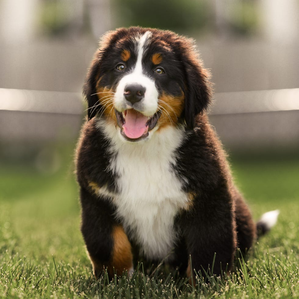 Sweet Mountain Dog Puppy Bernesa a las 10 semanas sentado en la hierba