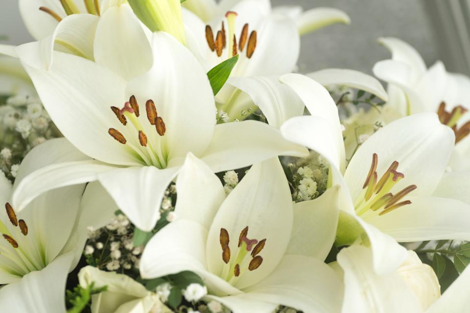 Lily Madonna, conocida como Lilium Candidum, es una impresionante planta floral originaria de la región mediterránea. Es conocido por sus grandes flores de trompeta blanca y fragantes que florecen a fines de la primavera y principios del verano. La planta crece a partir de bombillas y tiene largas hojas de lanzamiento dispuestas en espirales a lo largo del tallo. Los lirios de Madonna se han cultivado durante siglos por su belleza ornamental y su importancia cultural, a menudo asociada con la pureza y la espiritualidad. Sin embargo, también se consideran tóxicos si son ingeridos por humanos o animales. Lily Madonna, conocida como Lilium Candidum, es una impresionante planta floral originaria de la región mediterránea. Es conocido por sus grandes flores de trompeta blanca y fragantes que florecen a fines de la primavera y principios del verano. La planta crece a partir de bombillas y tiene largas hojas de lanzamiento dispuestas en espirales a lo largo del tallo. Los lirios de Madonna se han cultivado durante siglos por su belleza ornamental y su importancia cultural, a menudo asociada con la pureza y la espiritualidad. Sin embargo, también se consideran tóxicos si son ingeridos por humanos o animales.
