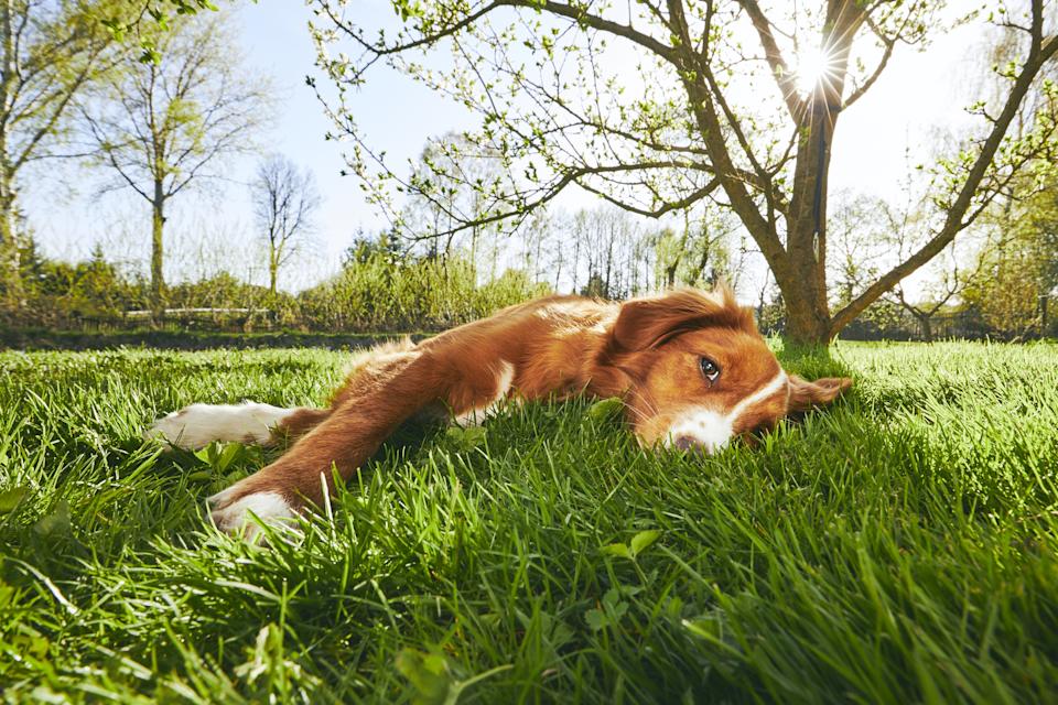Primavera en el jardín. Lindo perro (New Scotia Duck Tolling Retriever) descansando debajo del árbol en el jardín durante el atardecer.