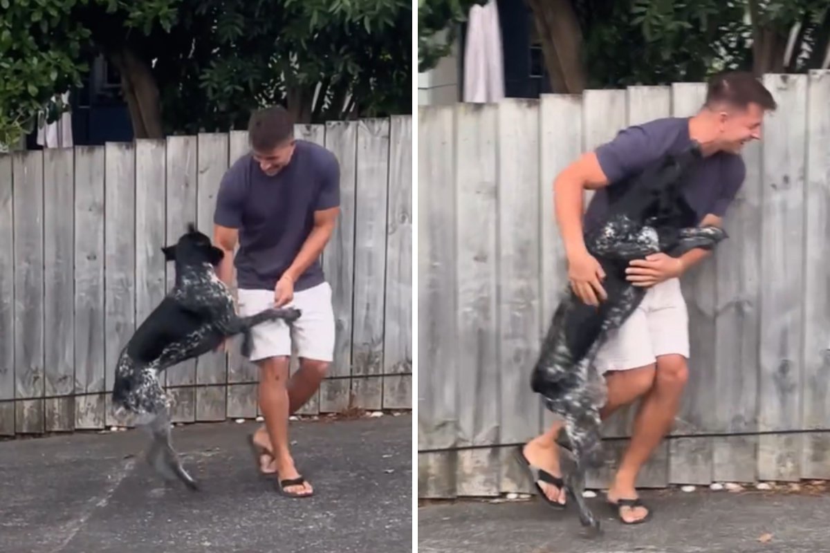 El perro ve a un amigo años después