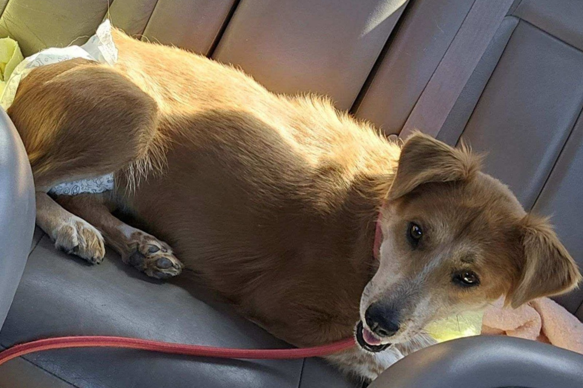 Zorro