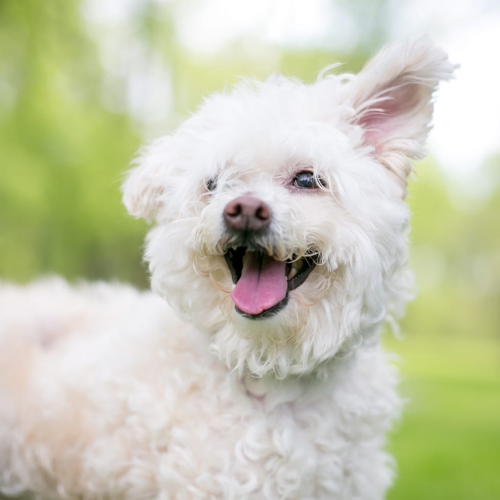 Un perro mixto de cañas blancas peludas con orejas discapacitadas y una expresión feliz