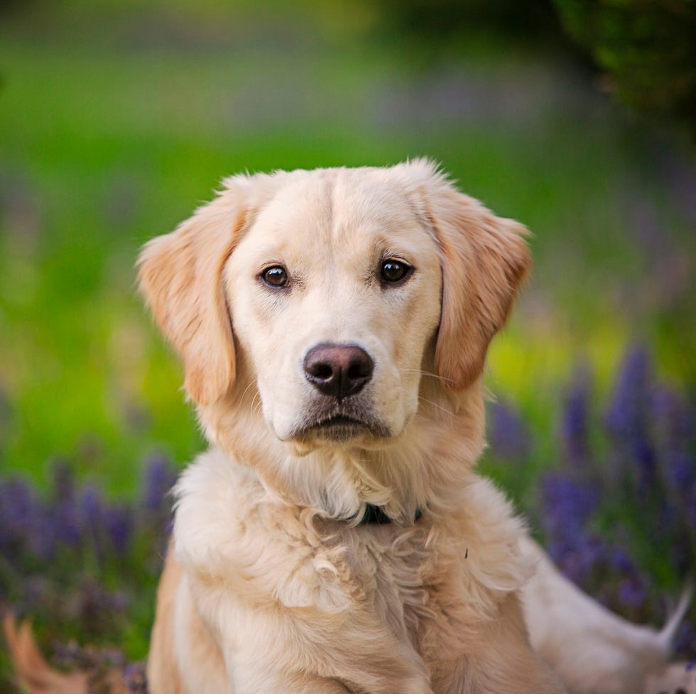 Retrato de Golden Retriever sentado en un campo de lavanda