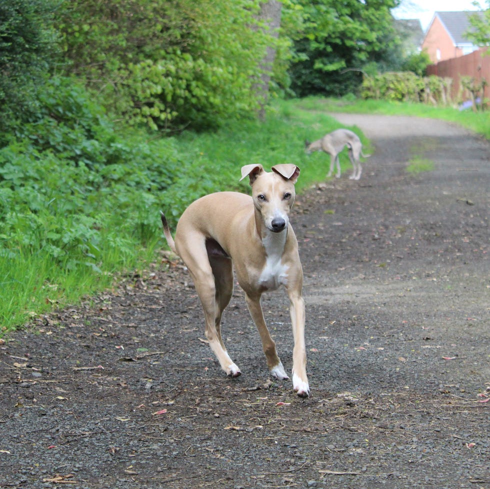Greyhound italiano corriendo en un camino