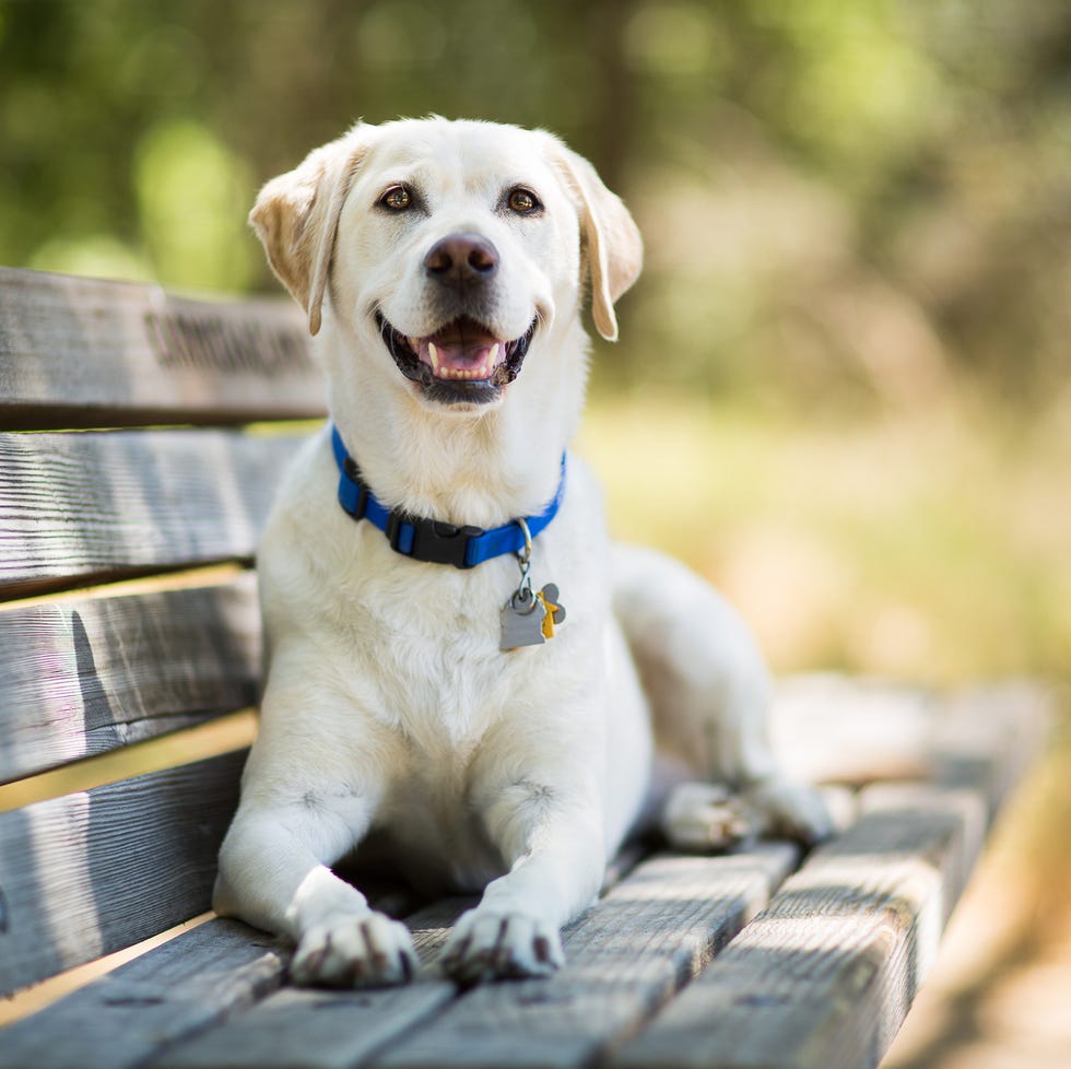 Un perrito verde Labrador Retriever sonríe mientras está en un banco de madera al aire libre en un día soleado