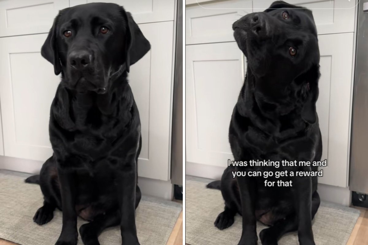 Labrador inclina la cabeza mientras escucha