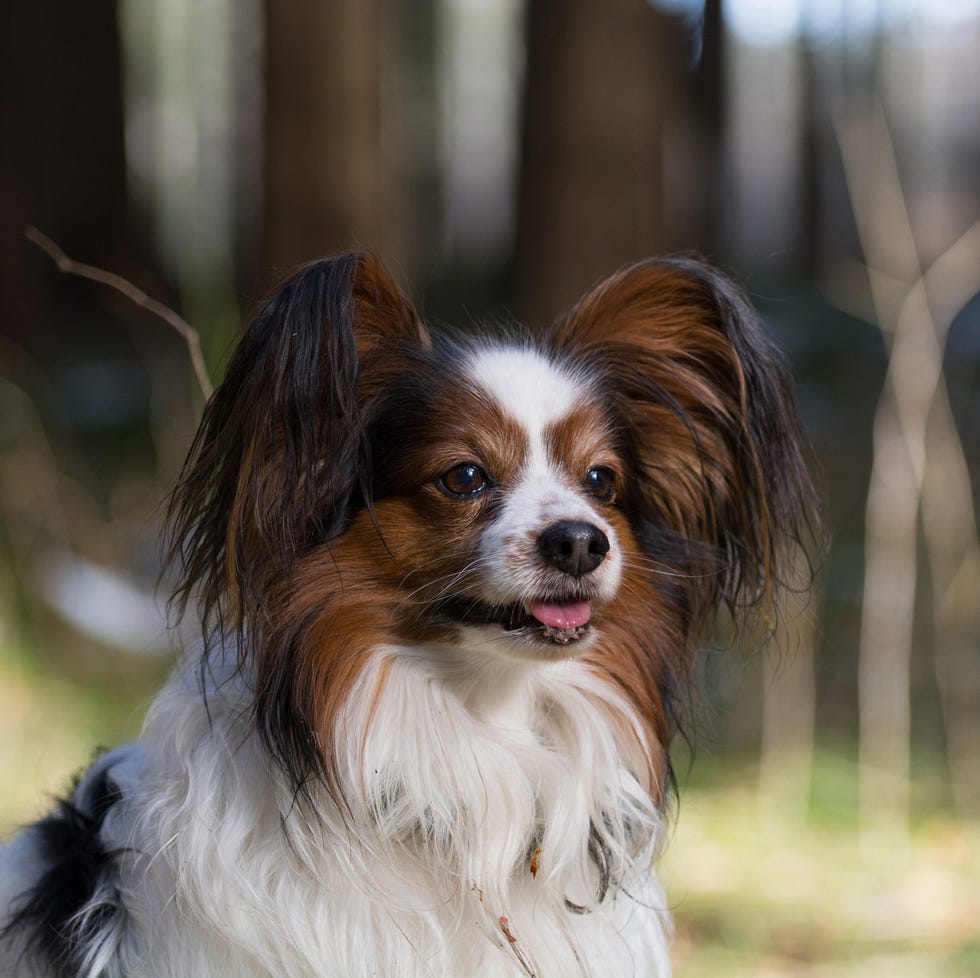 Perra papilon buscando la distancia