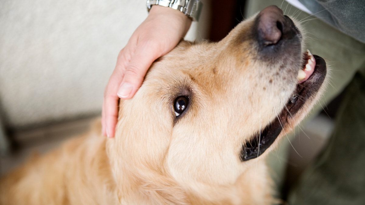 La cabeza del perro acariciando la mano