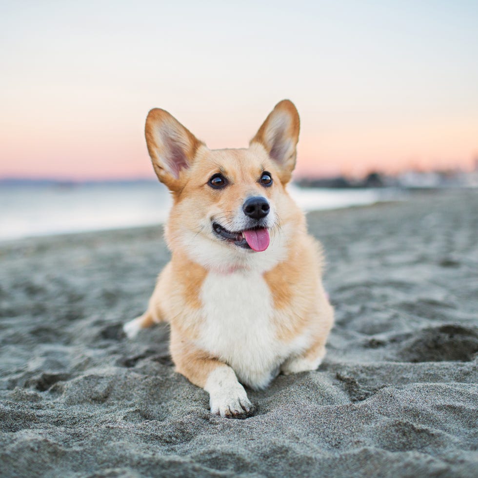 Un perro Corgi de Pembroke Welsh se relaja en una playa de arena al atardecer