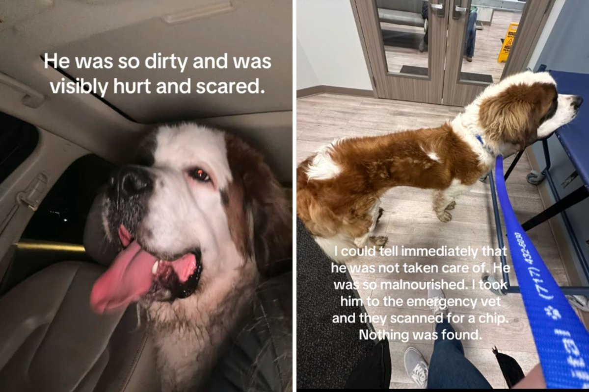 La mujer rescata al perro gigante