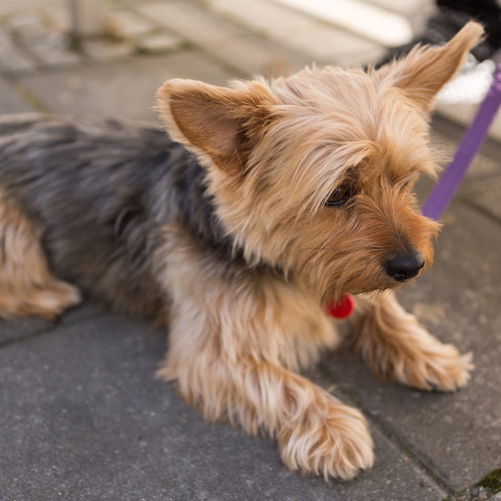 Lindo perro de Yorkshire Terrier en una ventaja que descansa en una acera en el pavimento mirando algo cuidadosamente en una vista cerrada